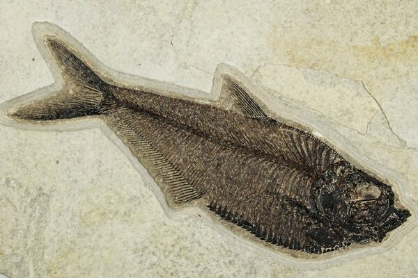An 8 inch long fossil Diplomystus from the Lingren Quarry.